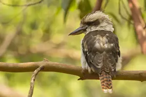 Kookaburra