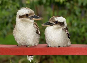 Birds Collection: Kookaburra Couple