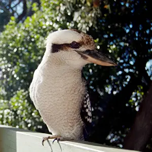 Perching Prints: Kookaburra with head turned to the side