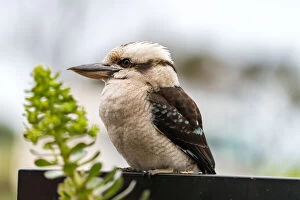 Kookaburras Collection: Kookaburra, Kennett River, AUstralia