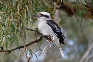 Kookaburras Collection: Kookaburra on the Murray River