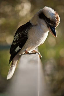 Images Dated 2011 May: Kookaburra perched