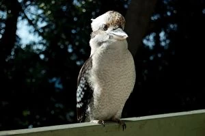 Kookaburras Collection: Kookaburra perched on railing