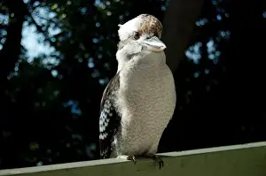 Kookaburra Prints: Kookaburra perched on railing