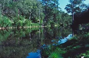 Kowmung River reflection