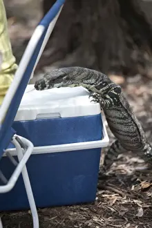 Curiosity Prints: Lace Monitor lizard (Varanus varius) exploring cool box