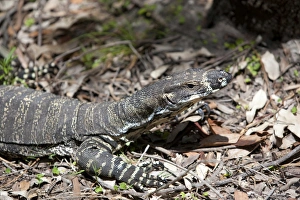 Lace Monitor lizard (Varanus varius) on leaves, Ku-ring-gai Chase National Park, New South Wales, Australia Lace Monitor lizard (Varanus varius) on leaves, Ku-ring-gai Chase National Park, New South Wales, Australia