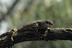 Lizards Collection: Lace monitor (Varanus varius) on tree limb, Australia