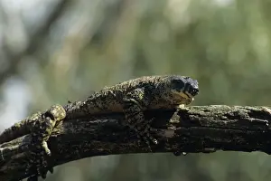 Lace monitor (Varanus varius) on tree limb, Australia