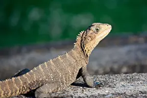 Lady dragon