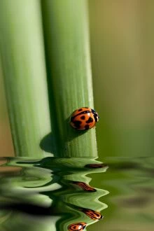 Insects Collection: Ladybug on leaf