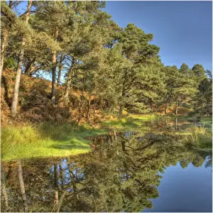 Pond Prints: Lagoon formed from an old disused claypit, near Wareham dorset, England