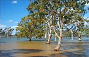 Accidents And Disasters Prints: Lake Glenmaggie in flood, East Gippsland, Victoria, Australia
