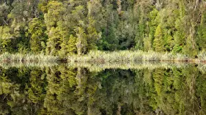 Lake Matheson Reflection
