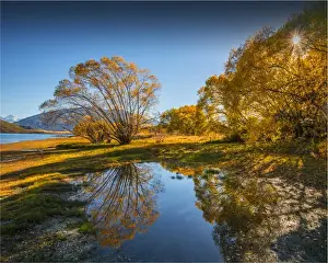 Lake Wanaka, in the Autumn, showing the vibrant golds and yellows of the seasonal colours, south island, New Zealand