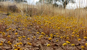 Grasses Prints: A landscape photograph of wome yellow wildflowers pushing up through