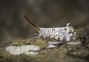 Lantern Bug