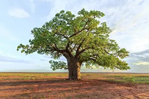 John White Photos Prints: Large boabab tree commonly called a Boab tree in Australia