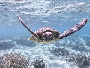 Large Green Turtle Swimming gracefully over coral in the clear blue waters of the Great barrier Reef Queensland