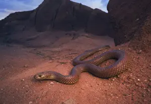 Venomous Prints: Large, wild king brown / mulga snake (Pseudechis australis) from south central New South Wales