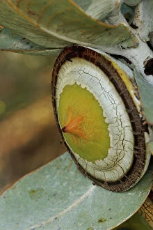 Images Dated 6th June 2023: Large Yellow and White Eucalyptus Gum Nuts