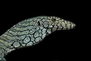 Largest species of lizard