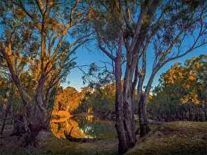 Late afternoon light just before dusk along the banks of a Billabong in the Murray Valley national park, near the Murray river, Corowa, New South Wales, Australia