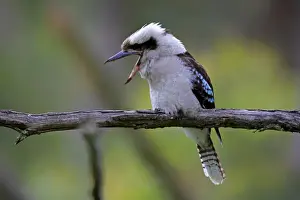 Laughing kookaburra