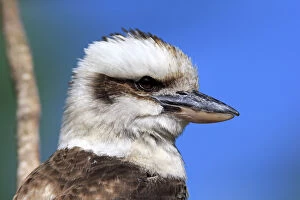 Naturfotografie & Sohns Wildlife Photography Collection: Laughing Kookaburra, (Dacelo gigas)
