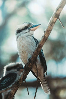 Birds Collection: Laughing Kookaburra (Dacelo Novaeguineae) on a Branch
