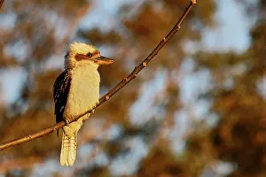 Colour Image Prints: Laughing Kookaburra (Dacelo novaeguineae) in Queensland
