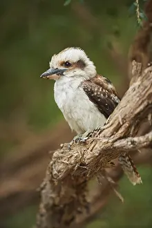 Fauna Prints: Laughing kookaburra (Dacelo novaeguineae) sitting on a branch
