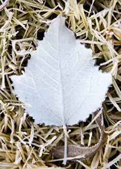 Images Dated 13th July 2014: Leaf covered in frost in winter Australia