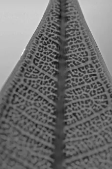 Flower And Plant Prints: Leaf Xray