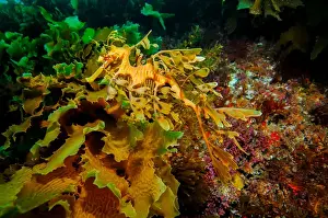 One Animal Prints: Leafy Sea Dragon