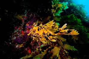 One Animal Prints: Leafy Sea Dragon