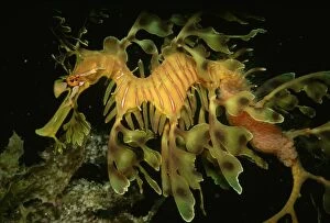 Images Dated 12th May 2014: Leafy Seadragon (phycodurus eques) Male