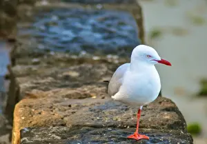 Seagull Prints: one legged sea gull