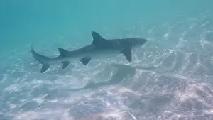 Prints of lemon shark swimming in the shallow waters of the tropical island paradise Discover the beauty and vulnerability of Australia's sharks: Lemon shark