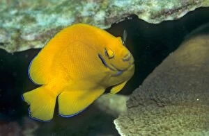 Marine Animals Collection: Lemonpeel Angelfisch (Centropyge flavissima), Cocos (Keeling) Islands, Indian Ocean