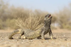 Lepteins spiny-tailed lizard (Uromastyx leptieni) Lepteins spiny-tailed lizard (Uromastyx leptieni)