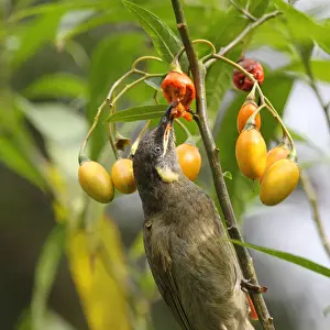 Lewins Honeyeater