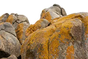 Lea Scaddan Prints: Lichen boulders