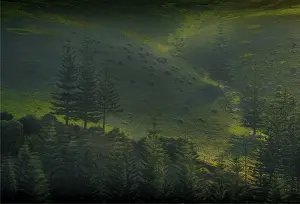 Light on Norfolk Pines