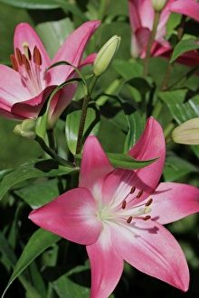 Lilium (members of which are true lilies)