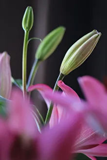 Lilium (members of which are true lilies)