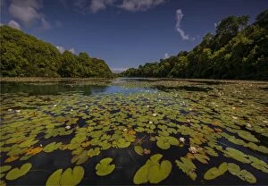 Images Dated 4th June 2017: Lilly ponds near Stackpole, Pembrokeshire, Wales, United Kingdom