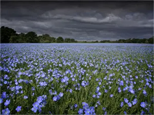 Crop Prints: Linseed ready to crop, growing in a field, Dorset England
