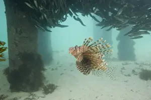 Pole Prints: Lion Fish