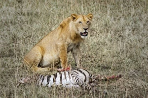 Images Dated 20th August 2015: Lion Kill, Masai Mara, Kenya